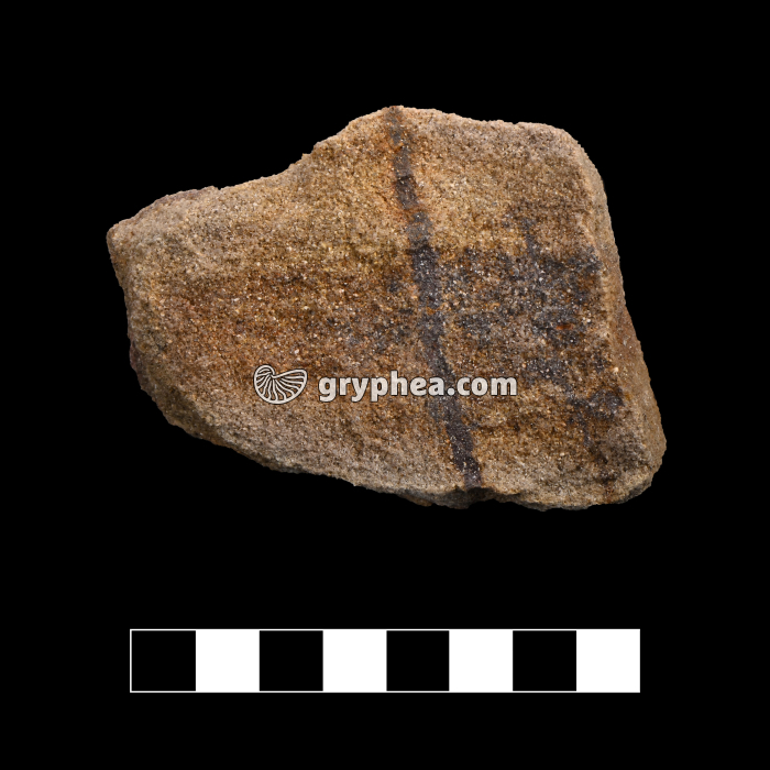 Grès avec matière organique - échantillon - gryphea.org